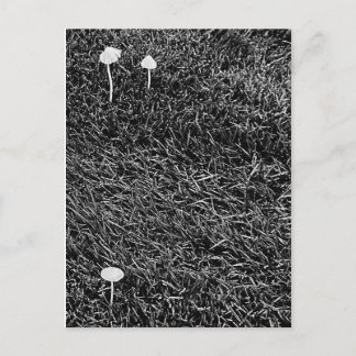 Zwart-witte paddenstoelen in gras Foto Briefkaart