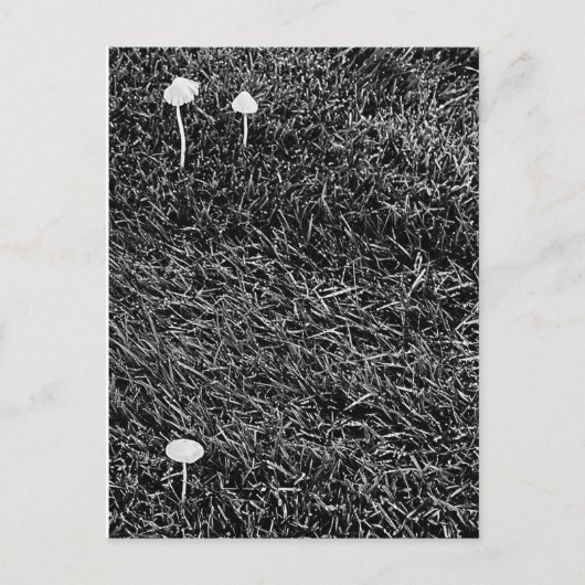 Zwart-witte paddenstoelen in gras Foto Briefkaart (Voorkant)