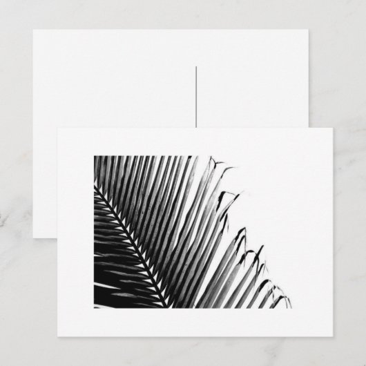 Zwart-witte palm, briefkaart (Voorkant / Achterkant)