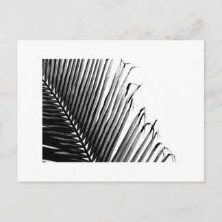 Zwart-witte palm, briefkaart