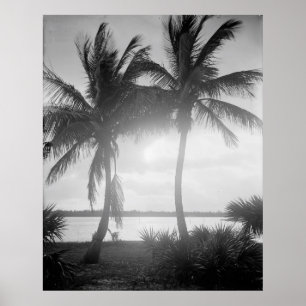 Zwart-witte palmbomen in de zonnefoto poster