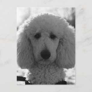 Zwart-witte poedel gezicht puppy ogen briefkaart