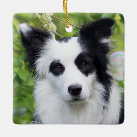 Zwart-witte rand collie keramisch ornament (Voorkant)