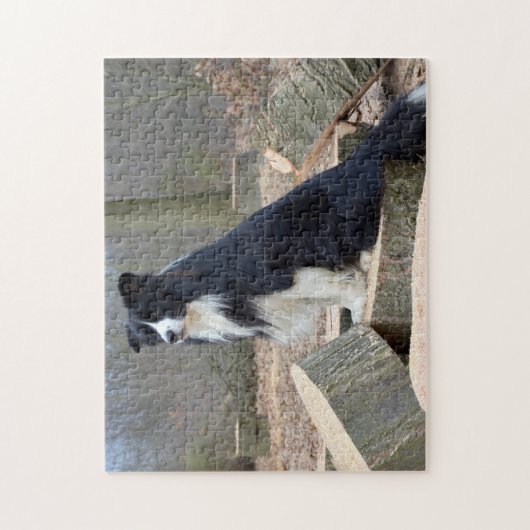 Zwart-witte rand collie legpuzzel (Verticaal)