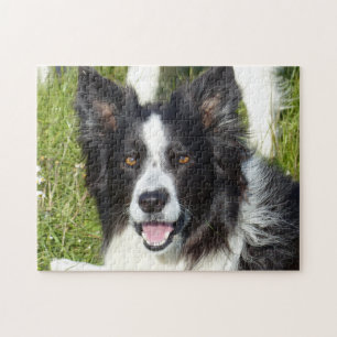 Zwart-witte rand collie legpuzzel