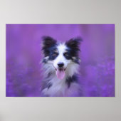 Zwart-witte rand collie poster (Voorkant)