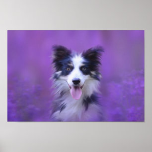 Zwart-witte rand collie poster