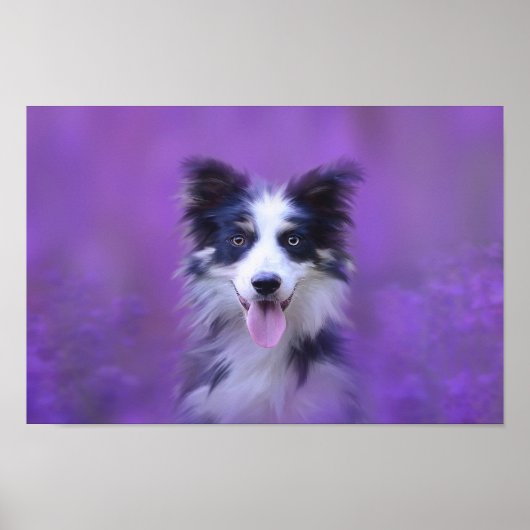 Zwart-witte rand collie poster (Voorkant)