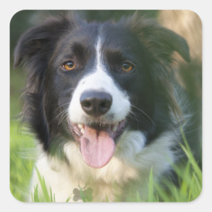 Zwart-witte rand Collie Puppy Dog Stickers