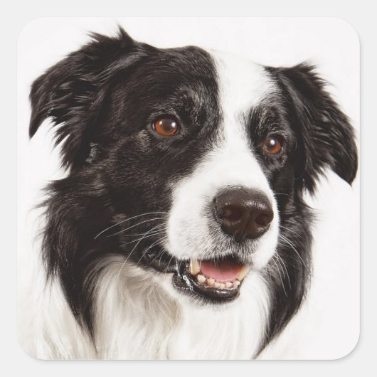 Zwart-witte rand Collie Puppy Dog Stickers (Voorkant)