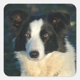 Zwart-witte rand Collie Puppy Dog Stickers