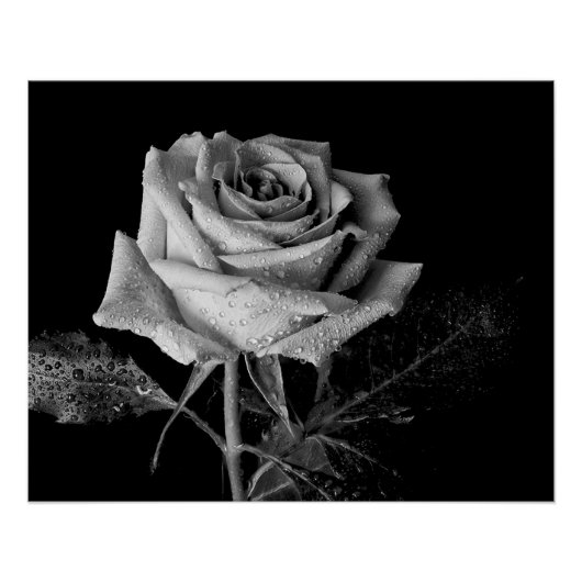 Zwart Witte Roos Perfect Poster (Voorkant)