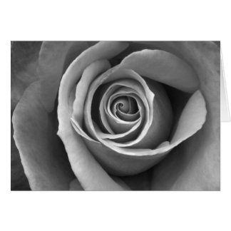 Zwart-witte roze
