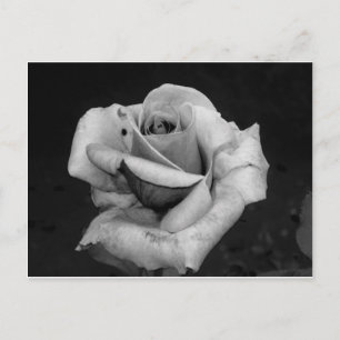 Zwart-witte roze briefkaart