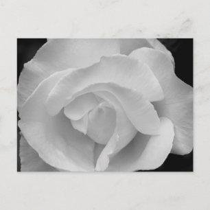 Zwart-witte roze briefkaart