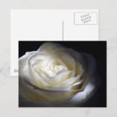 Zwart-witte roze briefkaart (Voorkant / Achterkant)