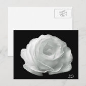Zwart-witte roze briefkaart (Voorkant / Achterkant)