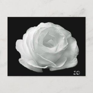 Zwart-witte roze briefkaart