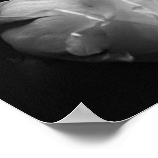 Zwart-witte roze poster (Hoek)