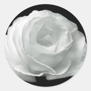 Zwart-witte roze ronde sticker