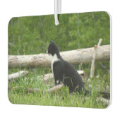 Zwart-witte schuur Kitten Luchtverfrisser (Links)