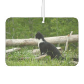 Zwart-witte schuur Kitten Luchtverfrisser (Voorkant)