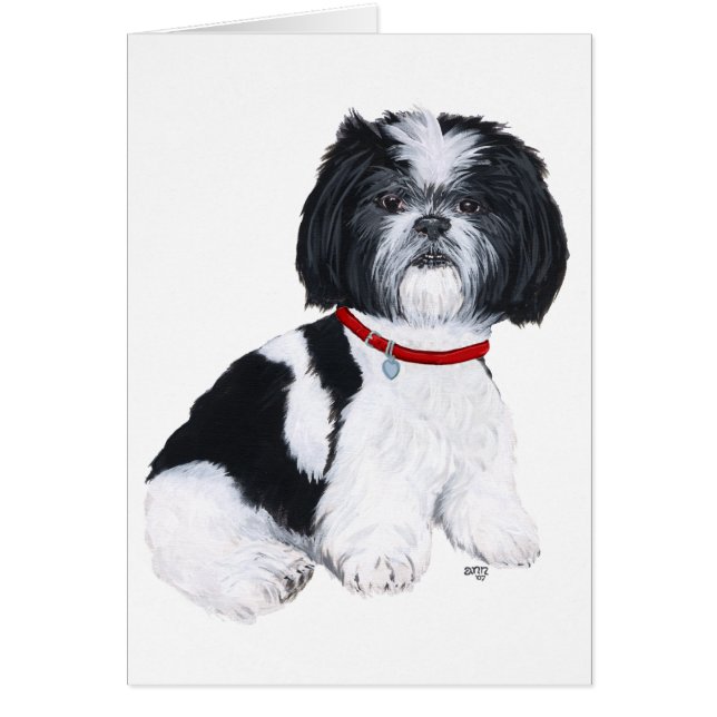 Zwart & Witte Shih Tzu (Voorkant)