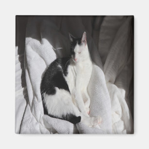 Zwart-witte slapende kat/Voeg een foto van je huis Magneet