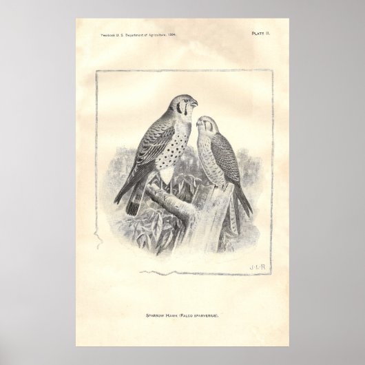 Zwart-witte Sparrow Hawks Poster (Voorkant)