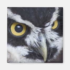 Zwart-witte spektakeluil magneet