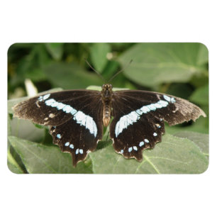 Zwart-witte tropische vlinder Flexi Magnet Magneet