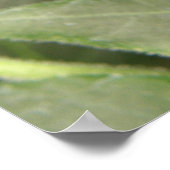 Zwart-witte tropische vlinderdruk poster (Hoek)