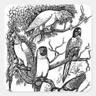 Zwart witte tropische vogels vintage sticker