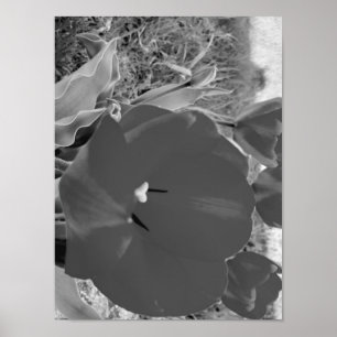 Zwart-witte tulp poster