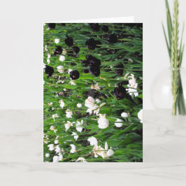 Zwart-witte tulp wenskaart kaart
