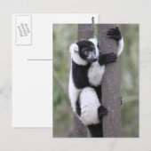 Zwart-witte vari op boom briefkaart (Voorkant / Achterkant)