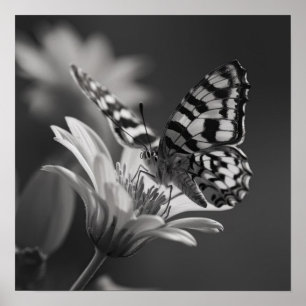 Zwart-witte vlinder en bloem poster