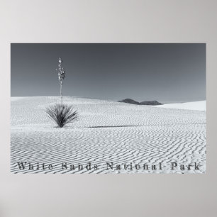 Zwart-witte woestijnzandduinen met Yucca Poster