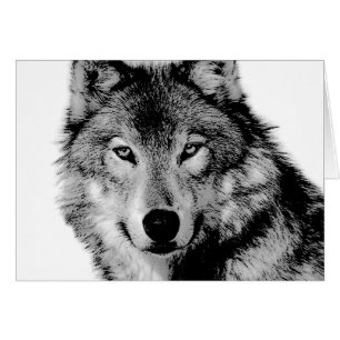 Zwart-witte wolf