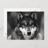 Zwart-witte wolf briefkaart (Voorkant / Achterkant)
