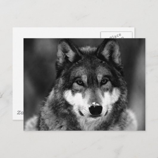Zwart-witte wolf briefkaart (Voorkant / Achterkant)