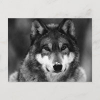 Zwart-witte wolf