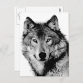 Zwart-witte wolf briefkaart (Voorkant / Achterkant)