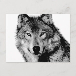 Zwart-witte wolf briefkaart
