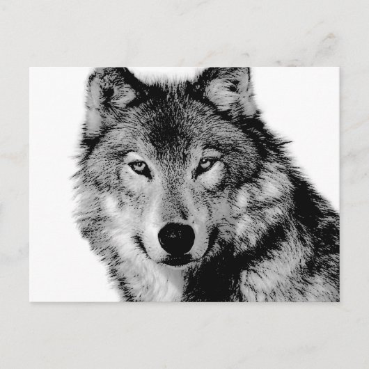 Zwart-witte wolf briefkaart (Voorkant)
