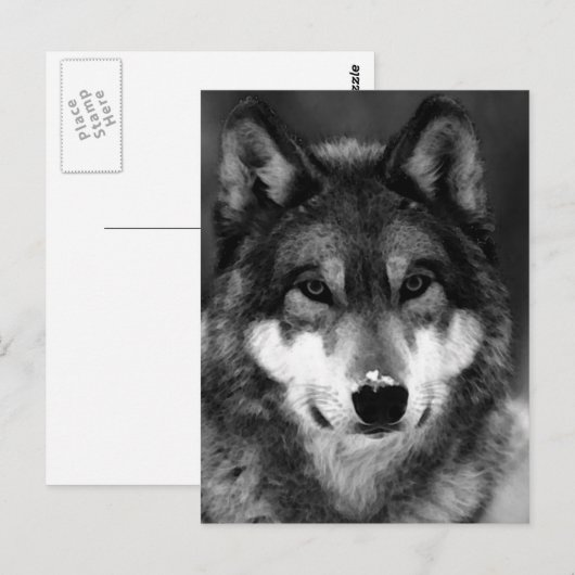 Zwart-witte wolf briefkaart (Voorkant / Achterkant)