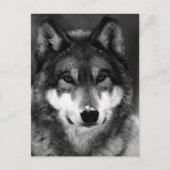 Zwart-witte wolf briefkaart (Voorkant)