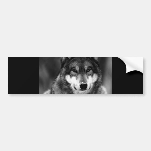 Zwart-witte wolf bumpersticker (Voorkant)