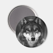 Zwart-witte wolf magneet (Voorkant / Achterkant)