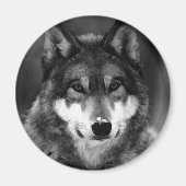 Zwart-witte wolf magneet (Voorkant)